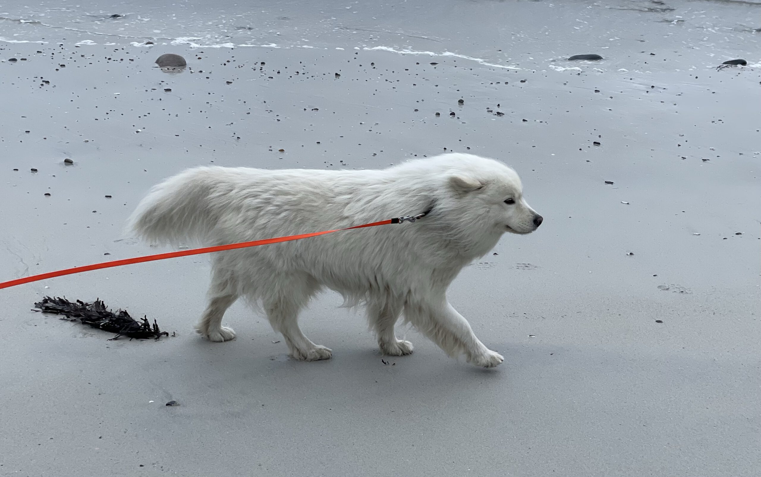 Windy Evening Walk at the Beach